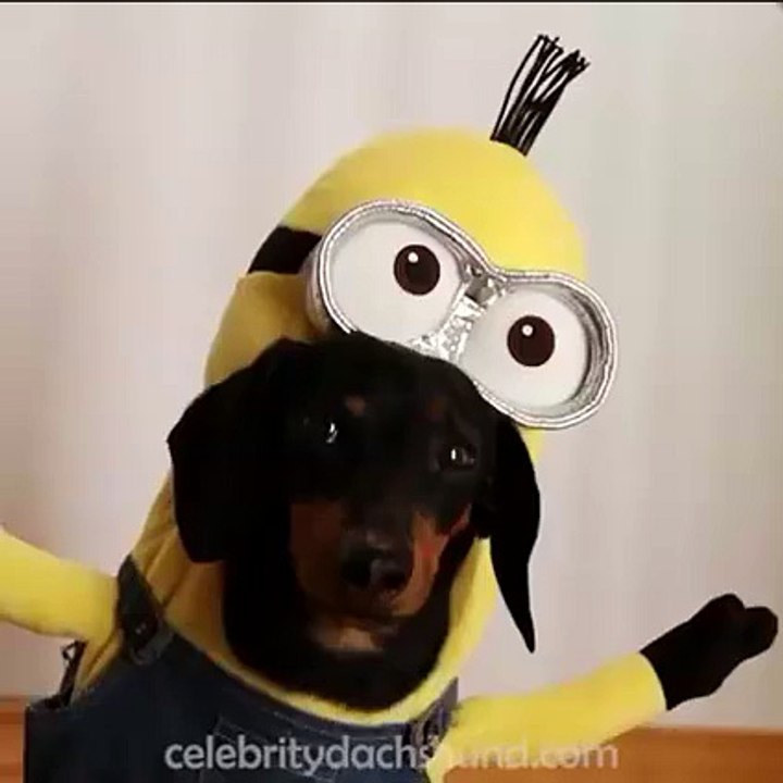 Cutness overloaded