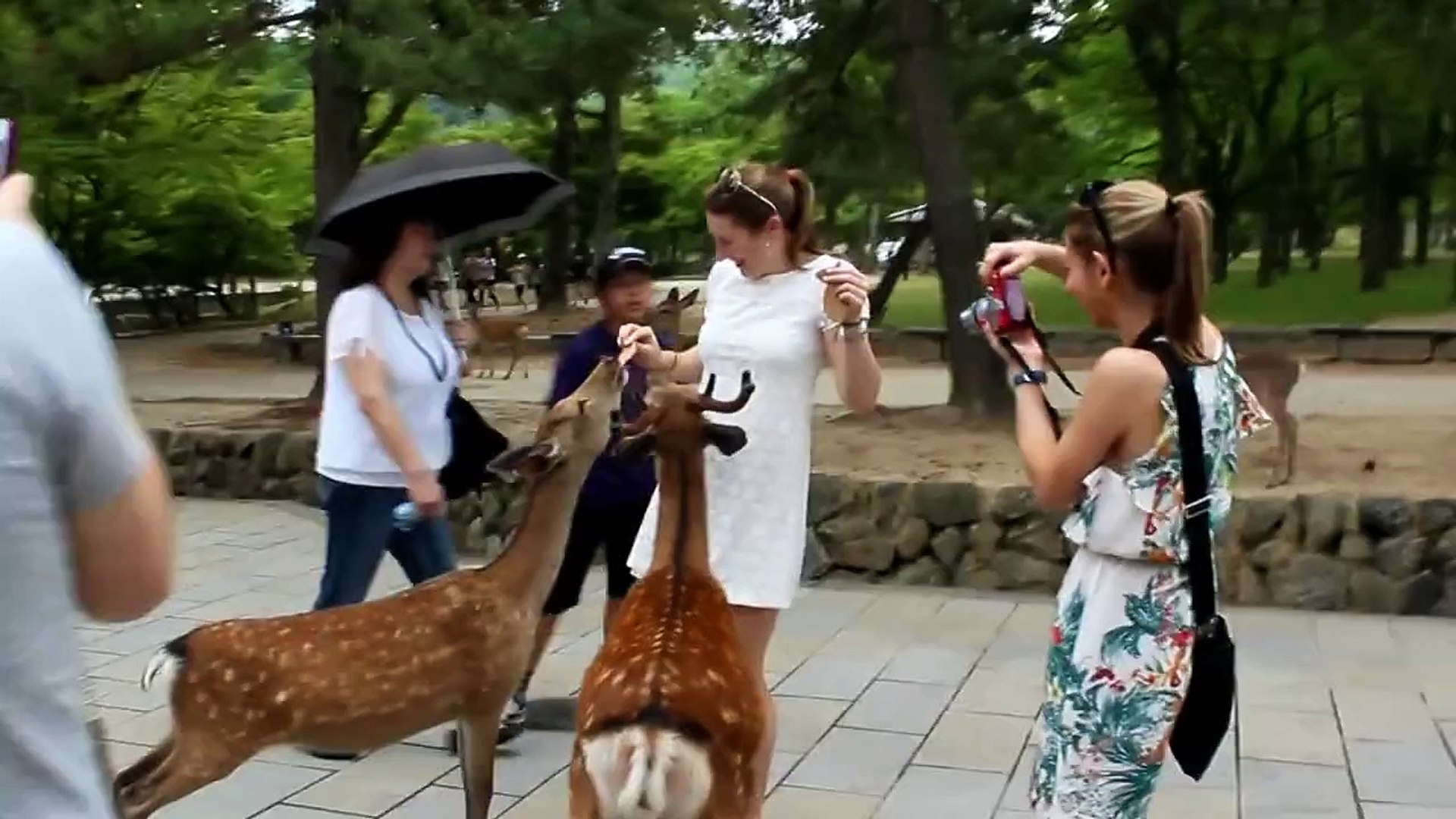 超高画質 奈良公園 外人と鹿 Video Dailymotion