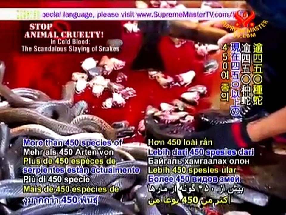 07 05AW1755ストップ動物虐待 冷酷：衝撃的な蛇の虐殺