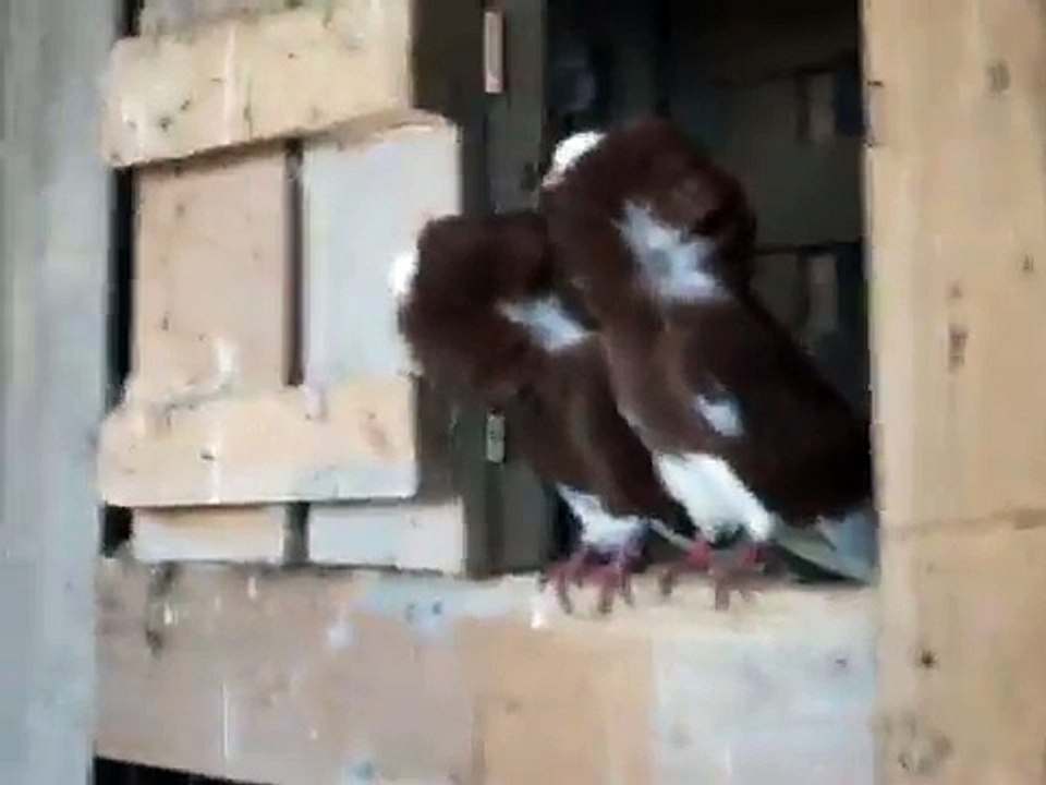 Голуби Якобины 2015 (декоративные голуби)