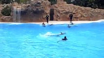 Tenerife - Loro Parque: Dolphin Show
