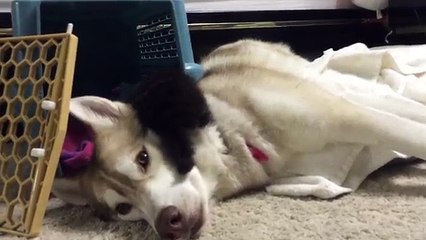 Sooo Cute : un chaton sauvé par l'amour d'une famille de huskys !