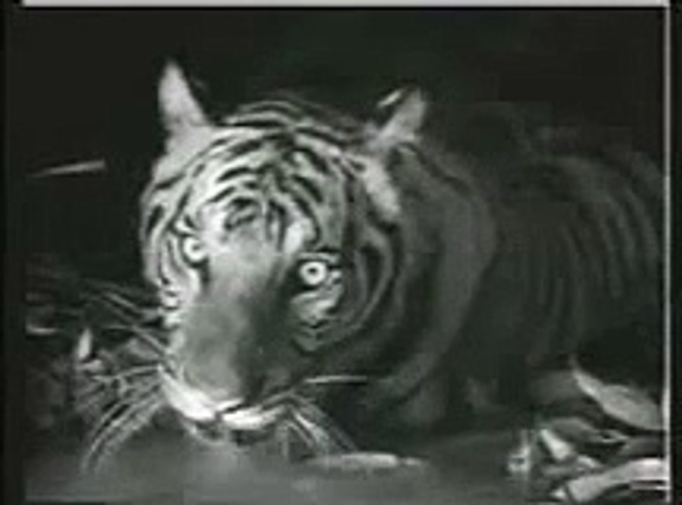 Tiger defeats Crocodiles. (The only real fight in water)