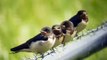 Juvenile Barn Swallows, B'meent
