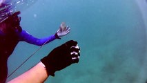 Ft. Lauderdale, Florida | Summer Spearfishing (HD)