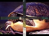 Espèces de divers tortues Passion Nature