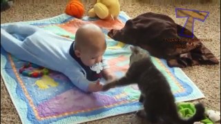 Funny girl   Funny Cats Compilation   Funny videos 2015   Funny and cute animal compilation 2015