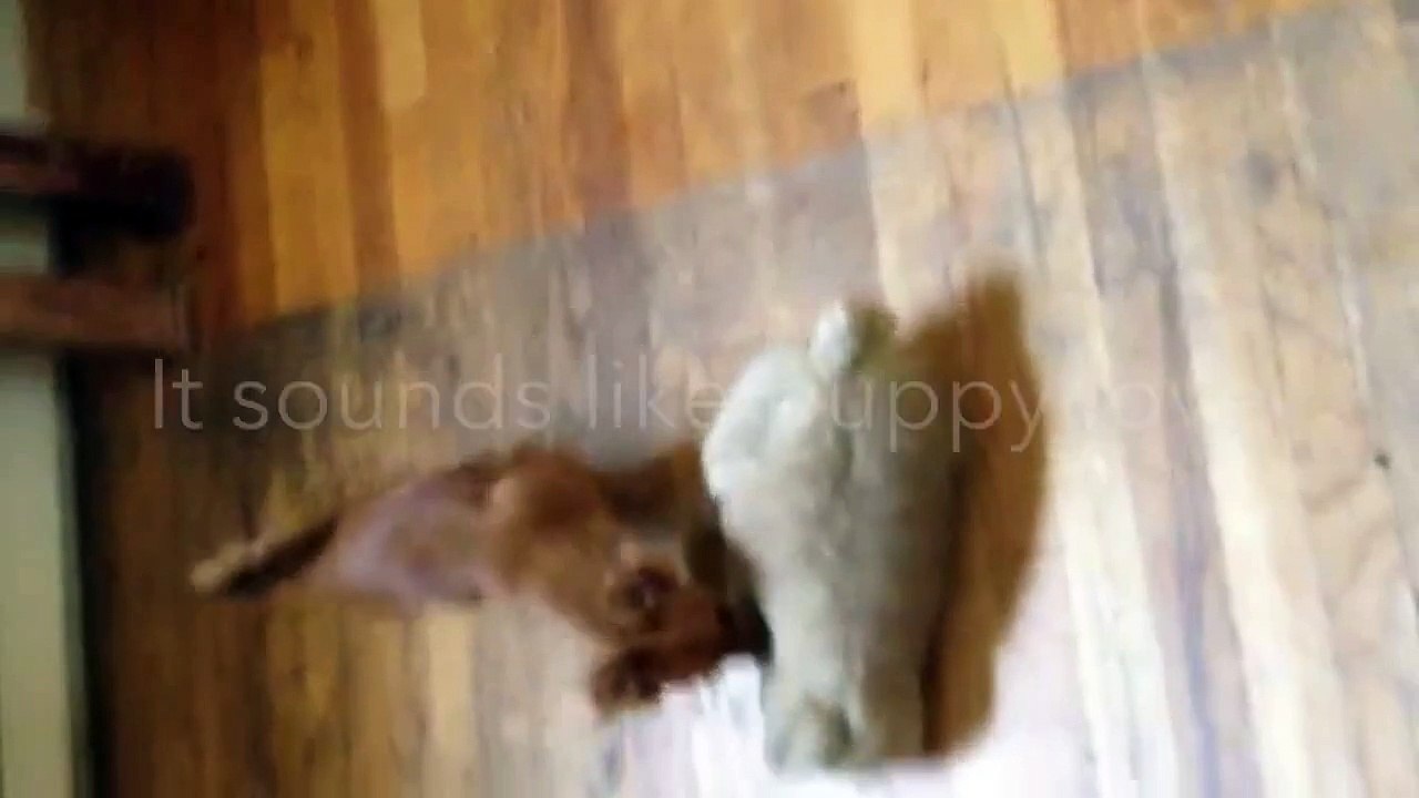 MUST HEAR! This Stuffed Animal Sounds Pretty Real! Things that are Doing It.