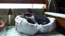 タビーと子猫　Tabby  and Kitten