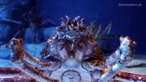 [HD] Giant Spider Crab @ S.E.A. Aquarium [9/17]