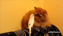 Cats Being Annoyed By Parrots - Funny Animals