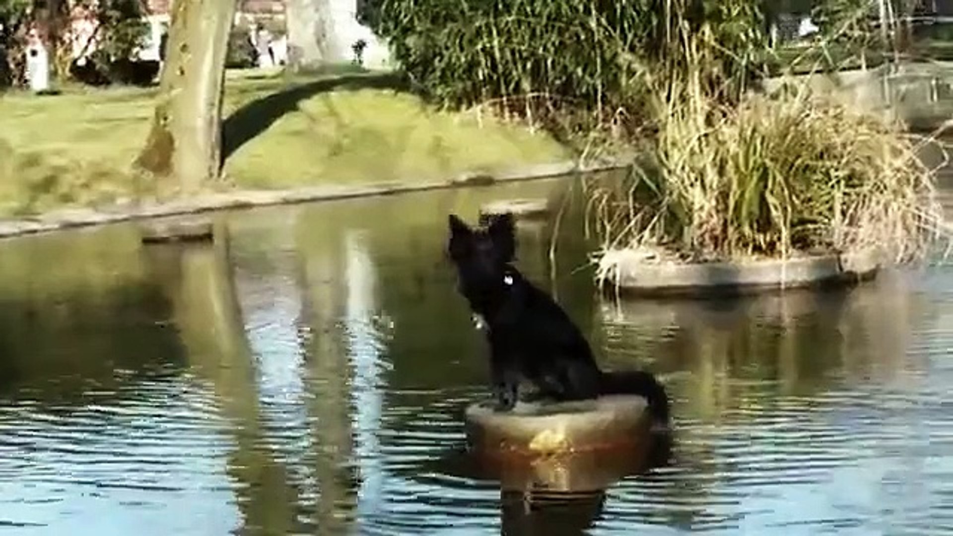 Funny dog rescue