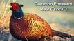 15 Birds found in the UK  BIRDSONG  Bird Calls