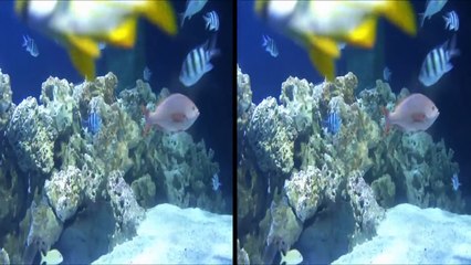 Aquarium 1080p 3D Pseudo SBS