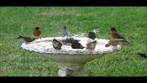 Flock of Robins Arrive in Florida for Winter - Real 