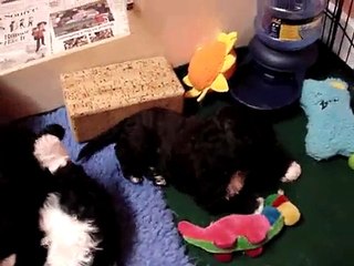 PWD puppies five wks old