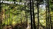 Managing risks to forests under a changing climate: pests