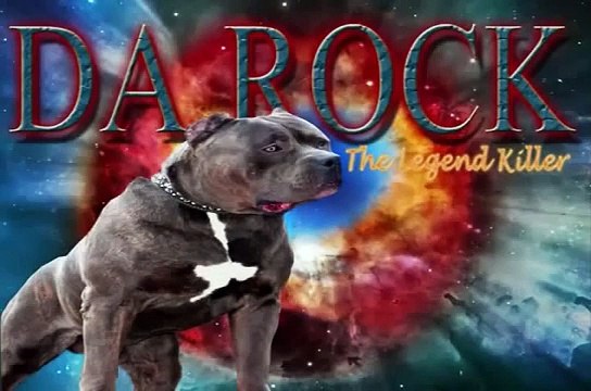 Largest biggest giant huge blue xxl bully pitbull, playing ball at the beach, big head pitbull