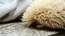Albino Hedgehog, sniffing around