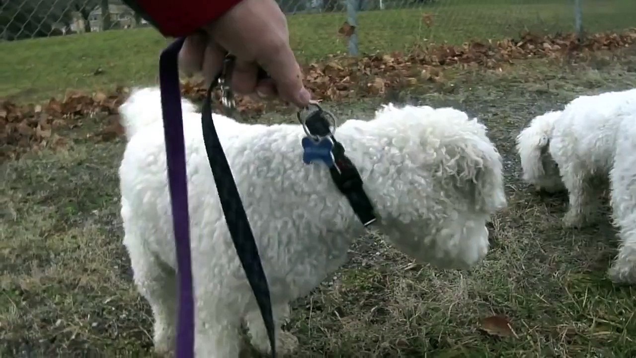 Bichon Frise Running & Fighting in the Park, Puppy & Dog Chase