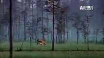 Wild Russia- Wolf Meets Russian Bear