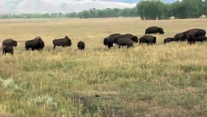 Duel of the Buffalo