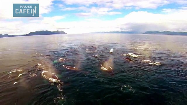 Ce drone est tombé sur un banc de baleines à bosse en Alaska