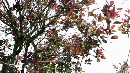 Le making of vidéo de la campagne Trussardi automne-hiver 2015-2016