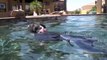 Boston Terrier Seals Swimming in Pool and off WaterFall. aka Michael Phelps