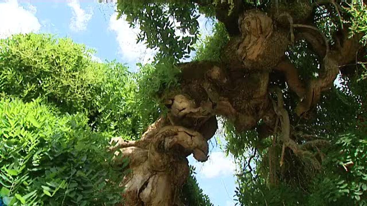 Un sophora japonica à Villers-les-Pots pour le concours de "l'arbre de l'année"