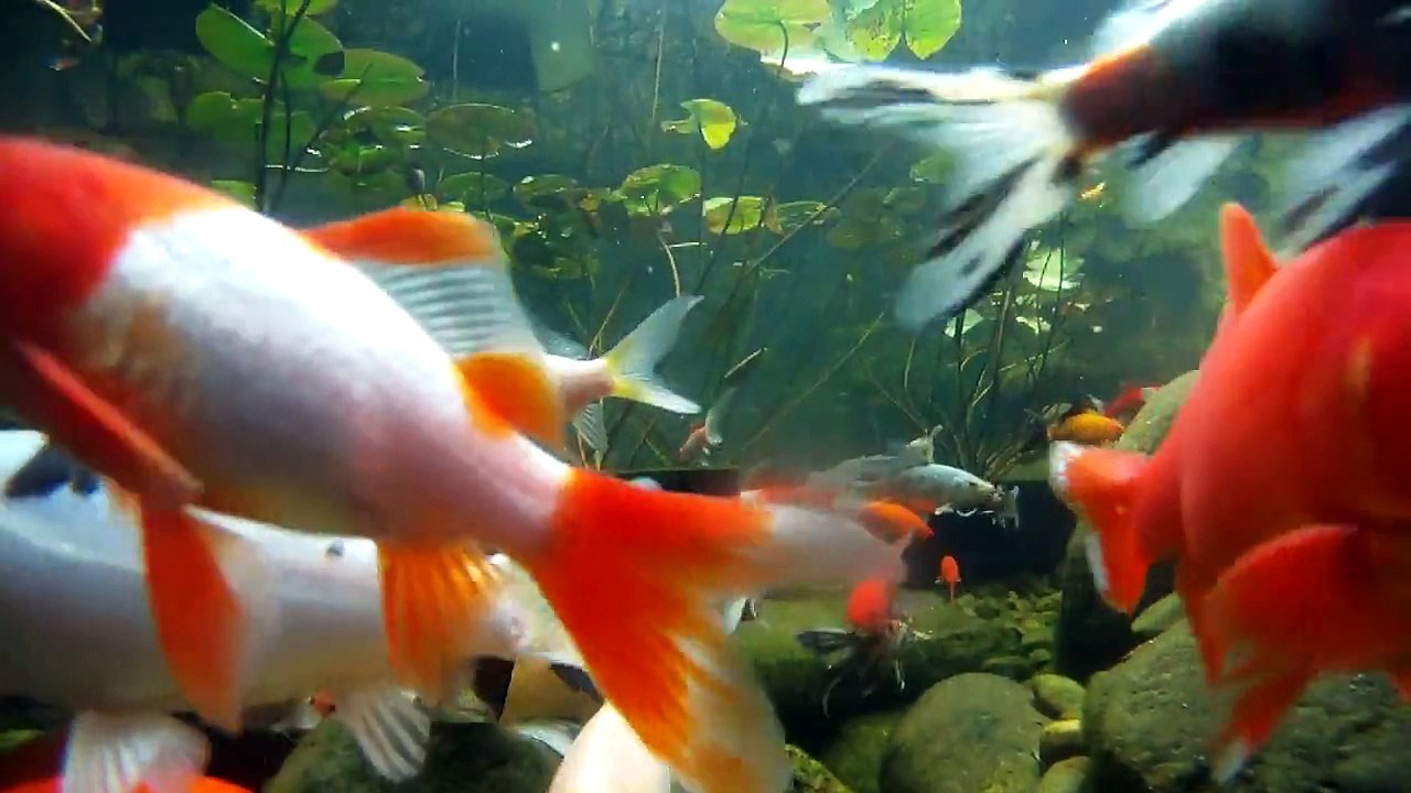goldfish and koi pond - video 8