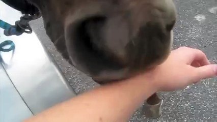 Horse Licks My Hand!