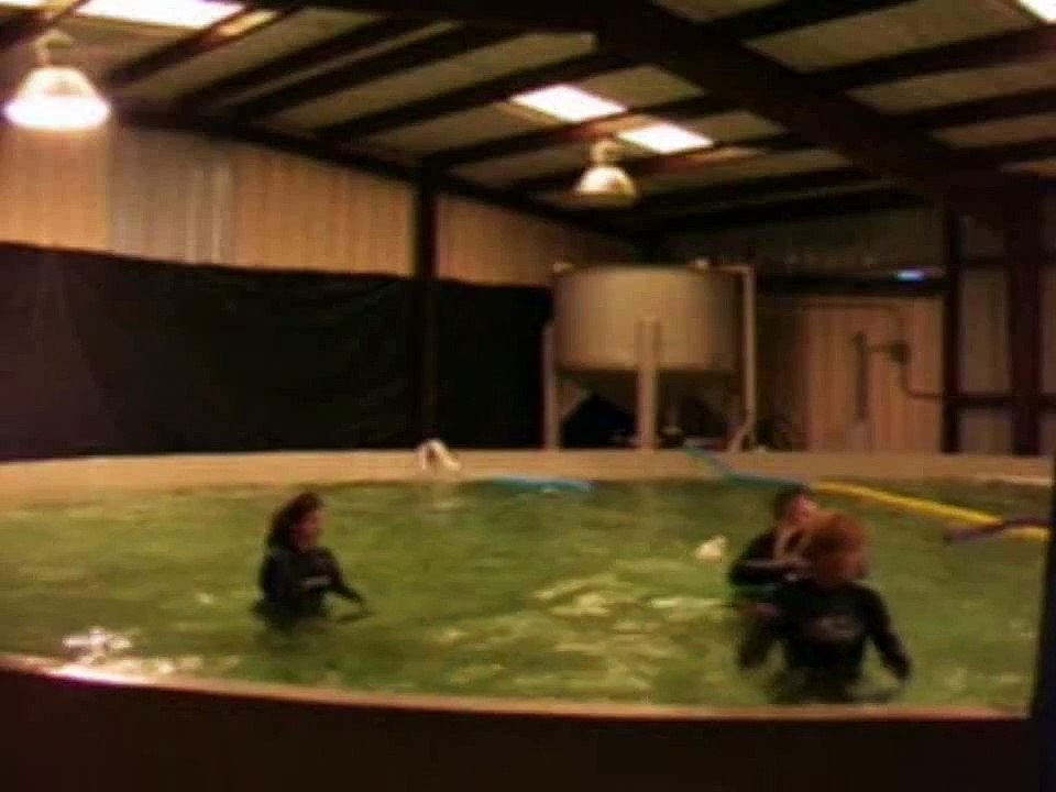 Dolphin Vs Woman - More Dangerous Than a Shark Attack?