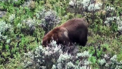 Bear eats elk calf - Yellowstone National Park