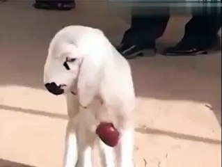 Goat living with a Open Heart... A Miracle of Allah! - Video