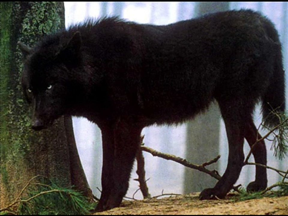 Save The Wolves001