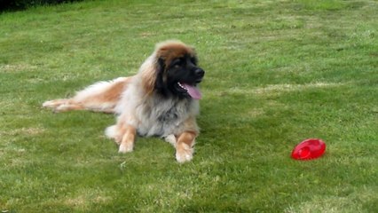 Irun et son nouveau jouet