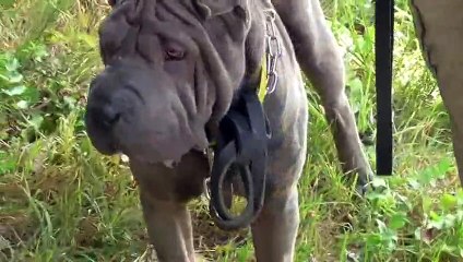 Sharpei  F SPRATA 1an par Cailin Marcelle Résultats en 7 leçons www.educateurcanin.com