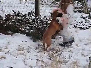 BULLMASTIFF ATTACKS TIGER IN THE SNOW
