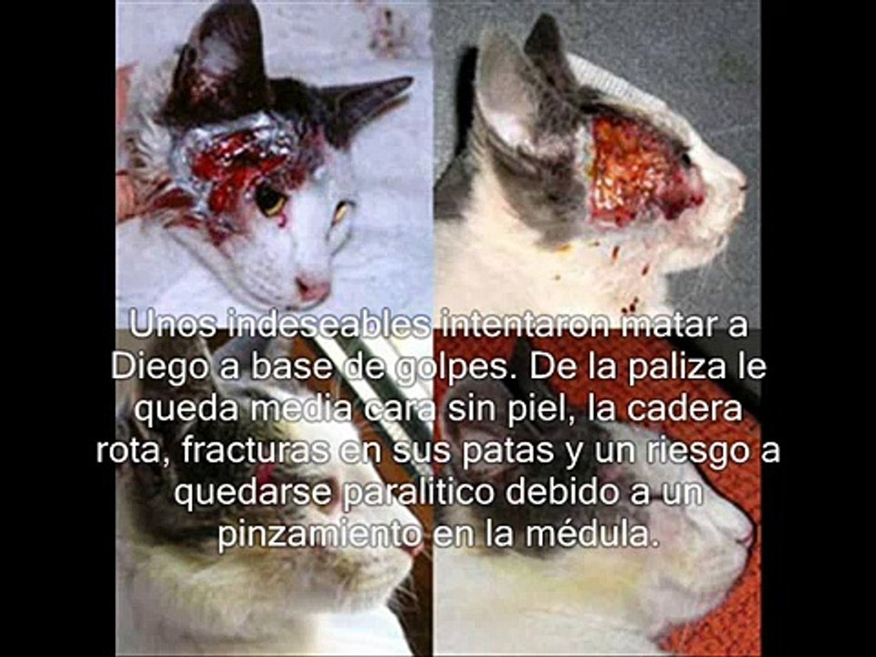 Crueldad animal