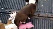 Allot Of Bully Bulldogs chocolate bulldog puppy