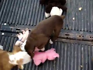 Allot Of Bully Bulldogs chocolate bulldog puppy