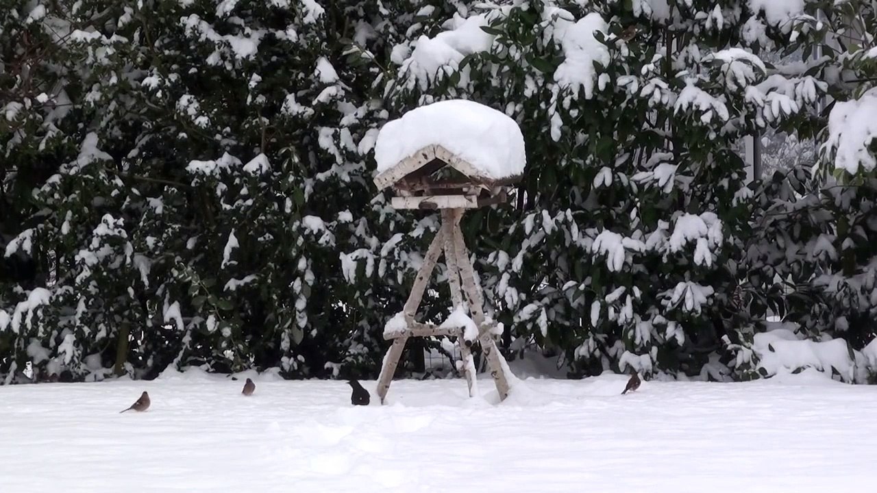 Bird feeding station