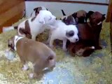 staffordshire bull terrier puppy 1 month