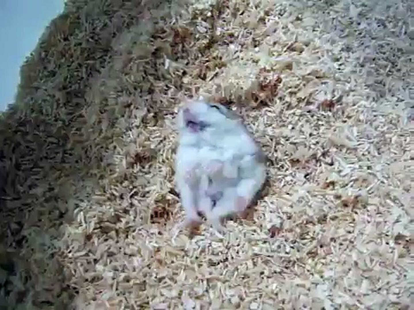 Hamster ハムスター 埋起來打地鼠 Video Dailymotion