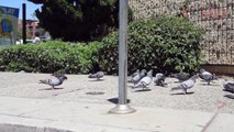 Rock Dove Pigeons Flock Eating Bread Crumbs on Urban City Street Sidewalk | HD Stock Video Footage