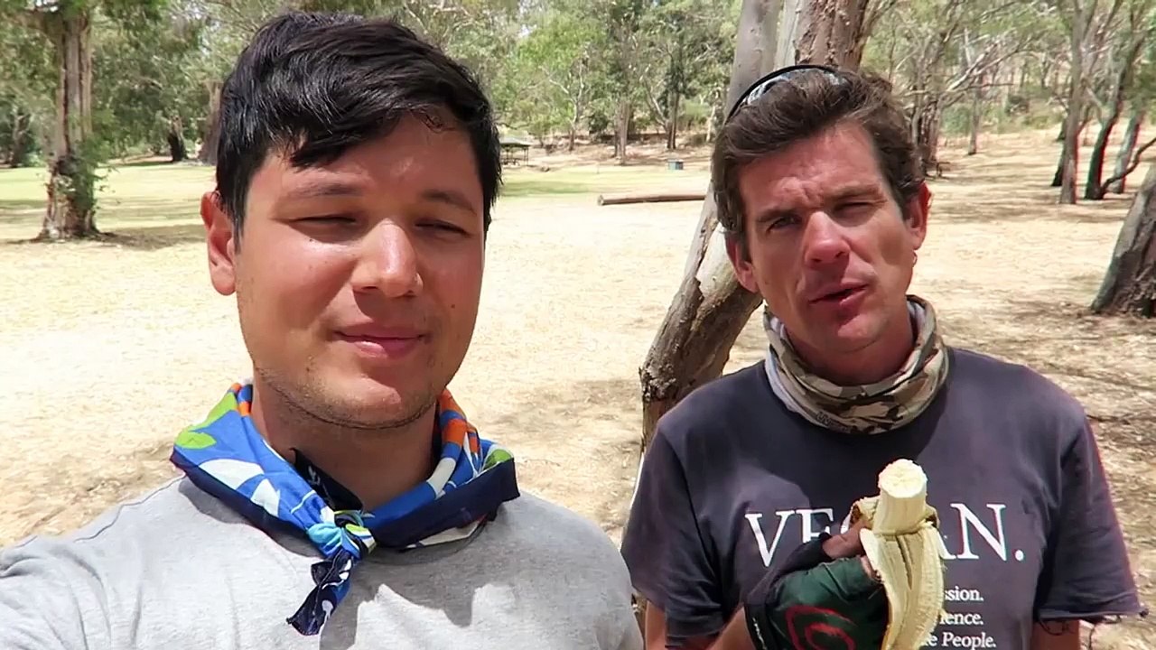 Koala Rescue   1MINaDAY
