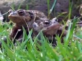 Kröten bei der Paarung - Toad in Love
