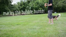 Dog hilariously obsessed with popping bubbles