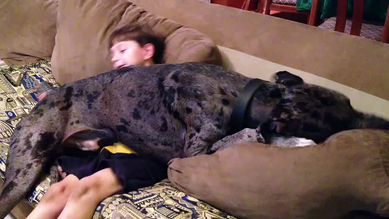 Great Dane Lapdog